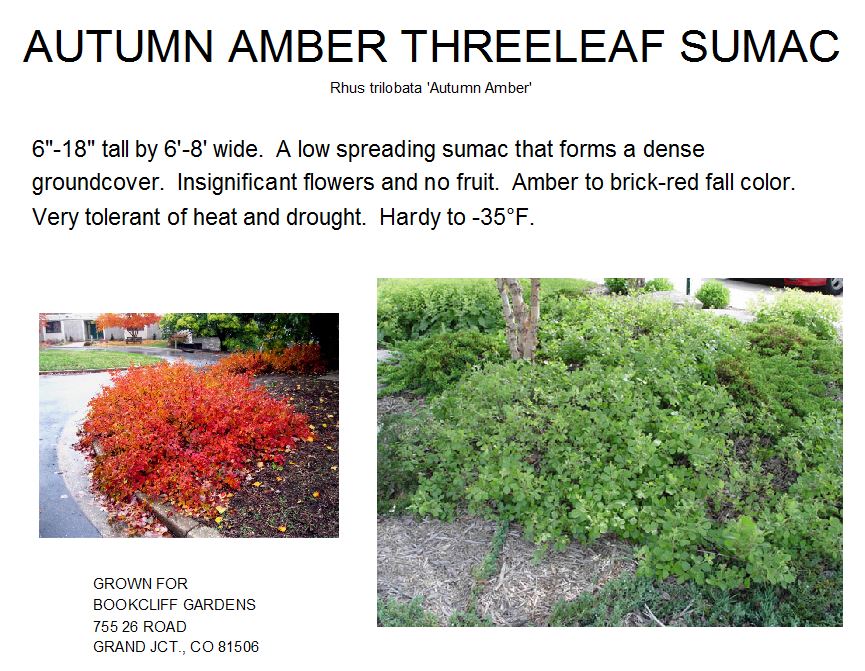 Sumac, Autumn Amber Three Leaf