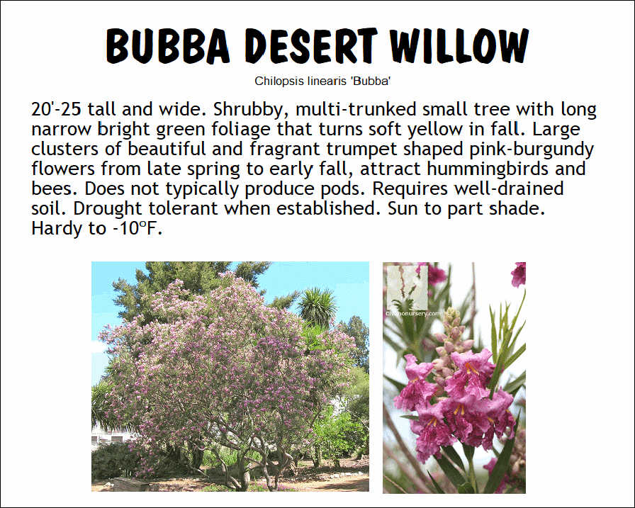 Willow, Bubba Desert