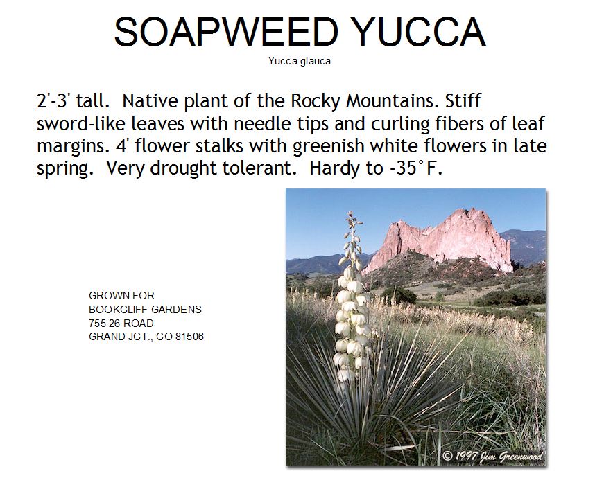Yucca, Soapweed