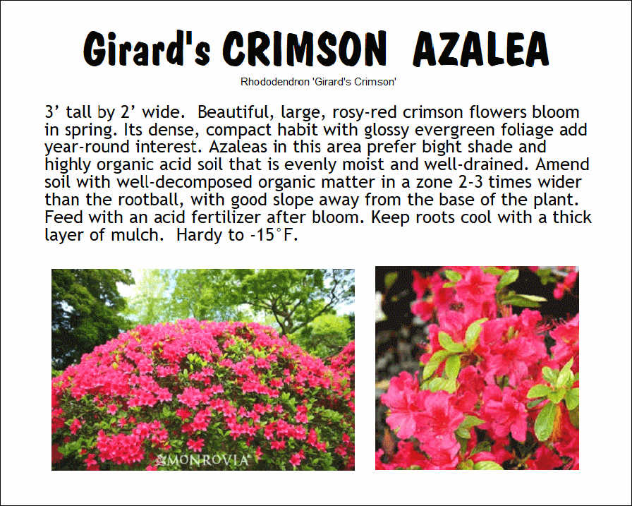 Azalea, Girard’s Crimson