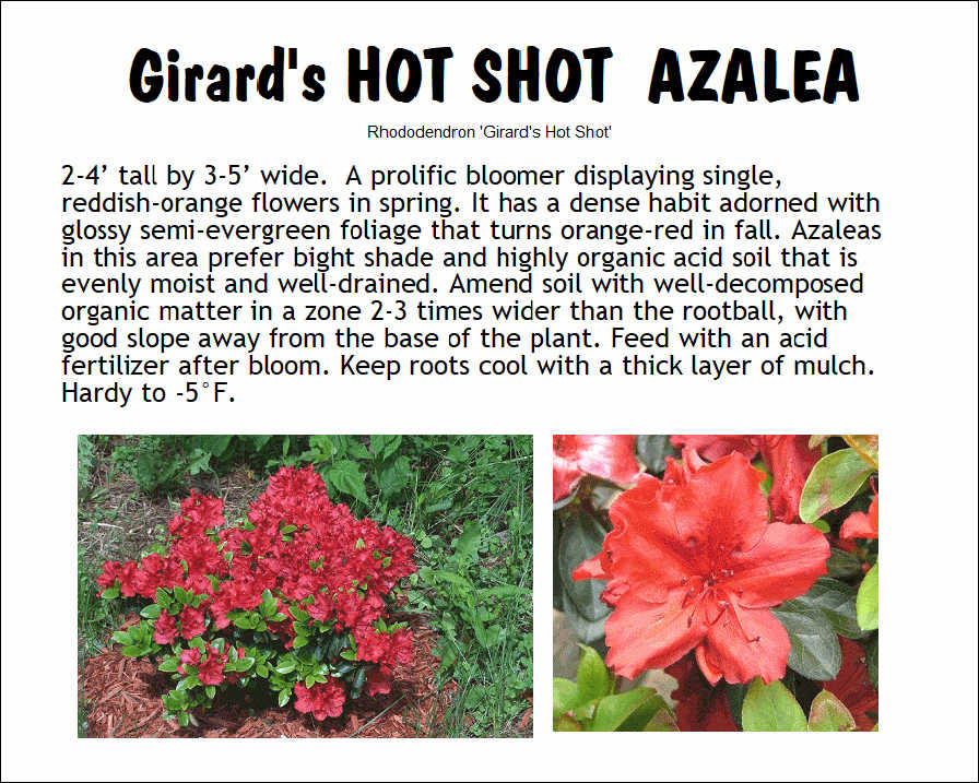 Azalea, Girard’s Hot Shot