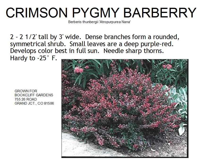 Barberry, Crimson Pygmy