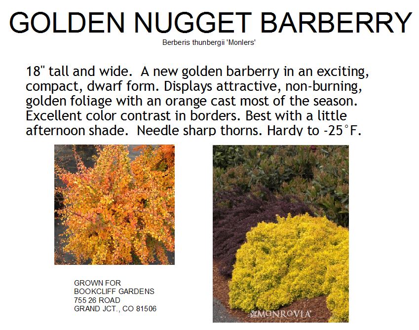 Barberry, Golden Nugget
