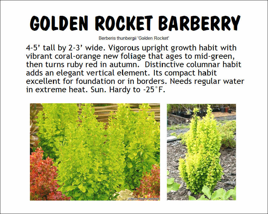 Barberry, Golden Rocket