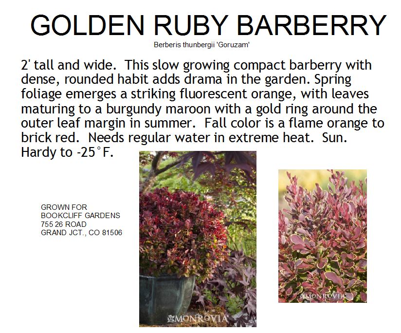 Barberry, Golden Ruby