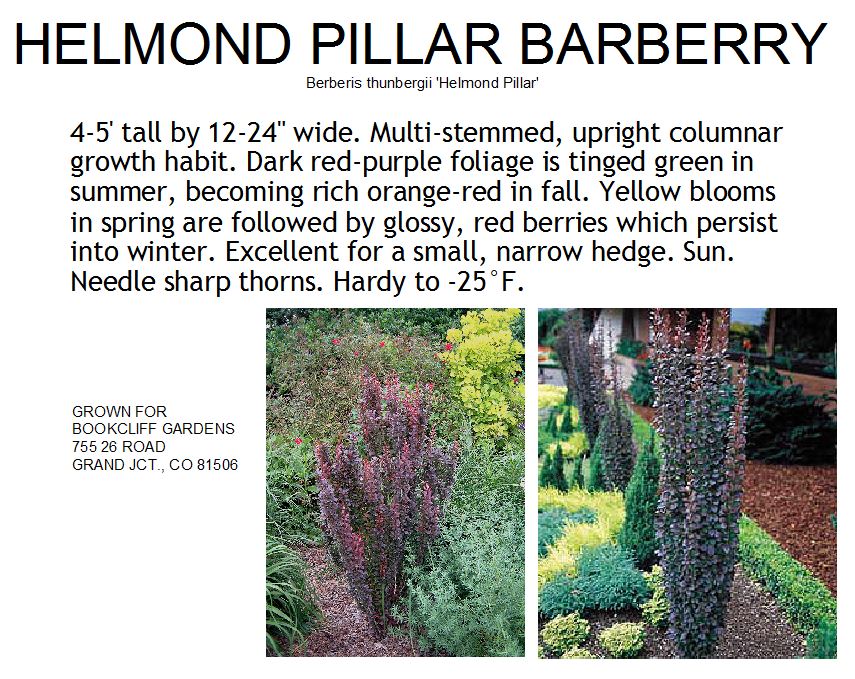 Barberry Helmond Pillar