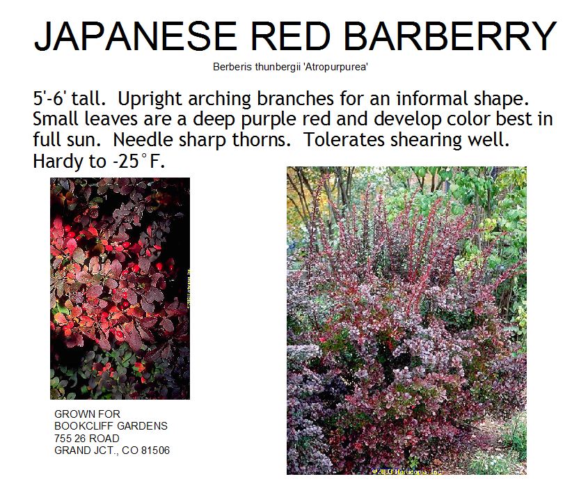Barberry, Japanese Red