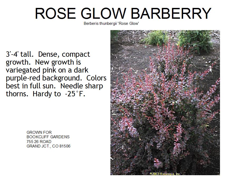 Barberry, Rose Glow