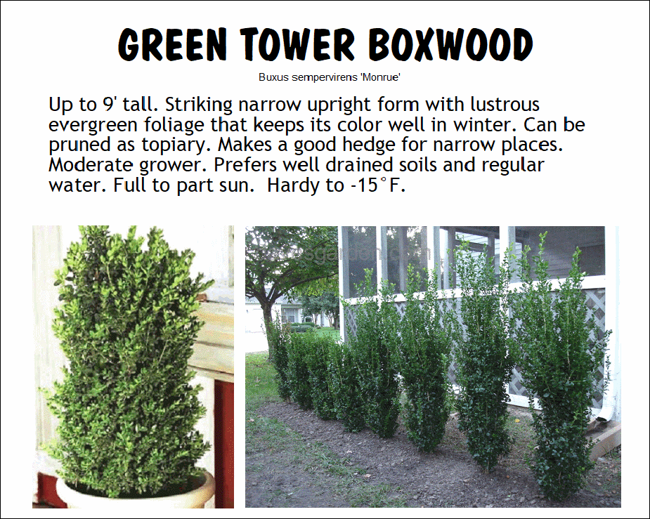 Boxwood, Green Tower