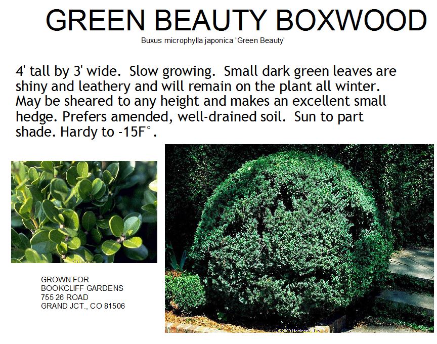 Boxwood, Green Beauty