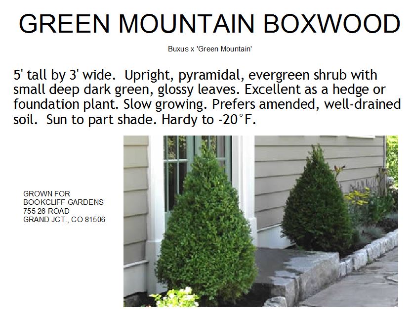 Boxwood, Green Mountain