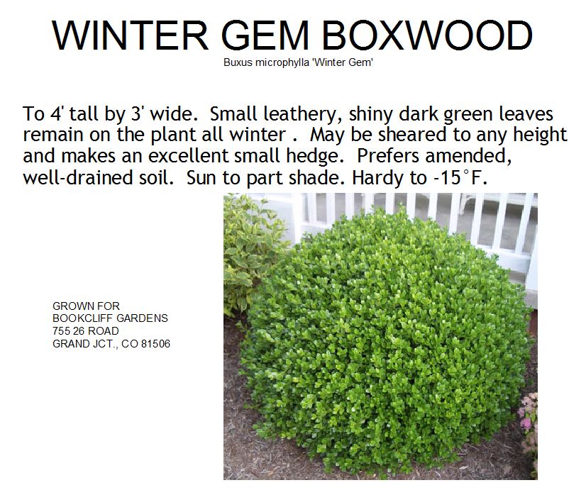 Boxwood, Winter Gem