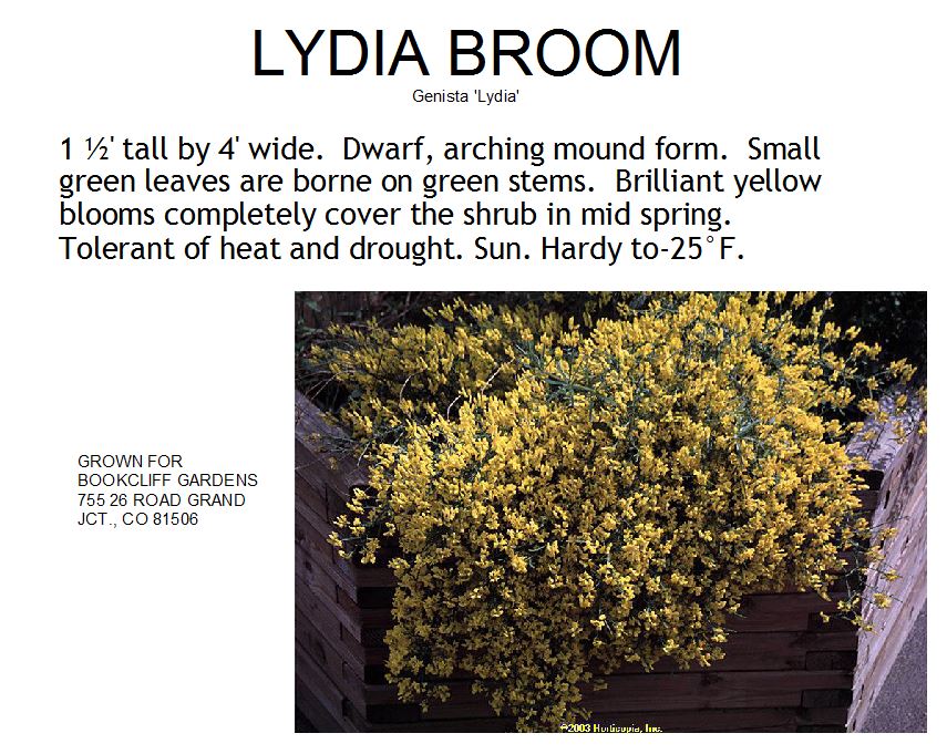 Broom, Lydia