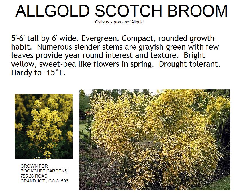 Broom, Allgold Scotch