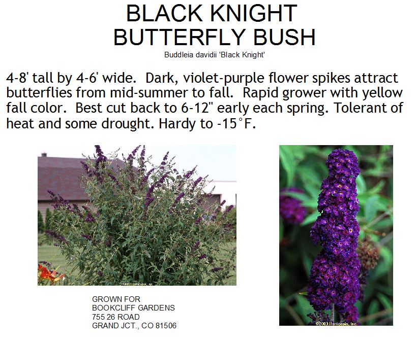Butterfly Bush, Black Knight