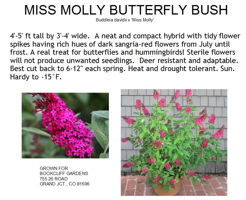Butterfly Bush, Miss Molly