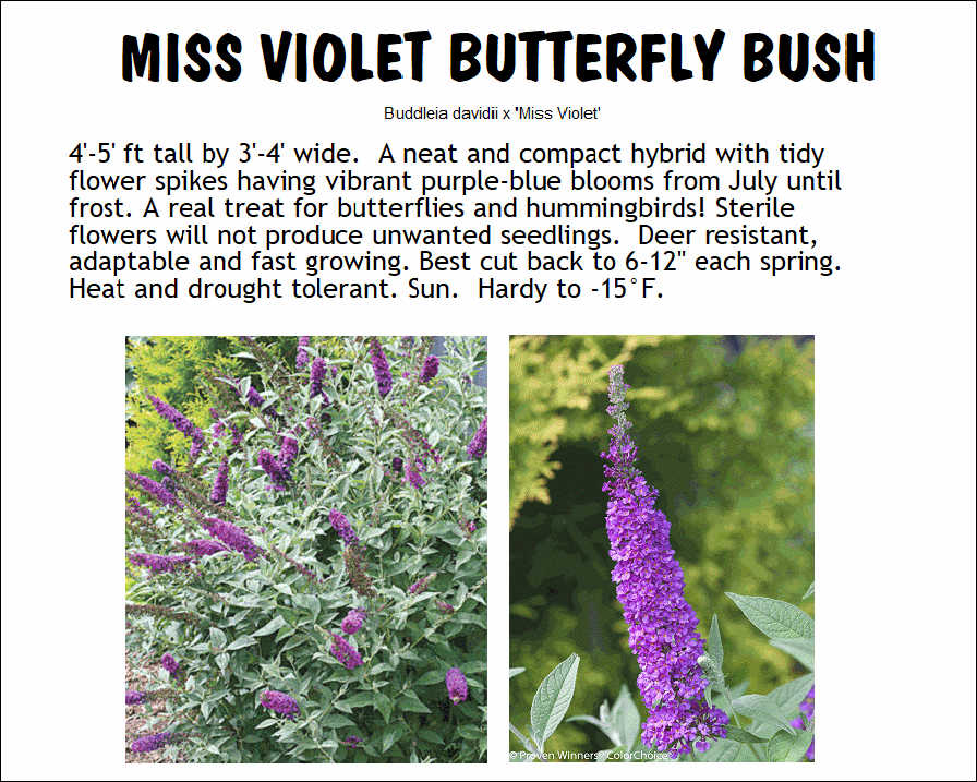 Butterfly Bush, Miss Violet