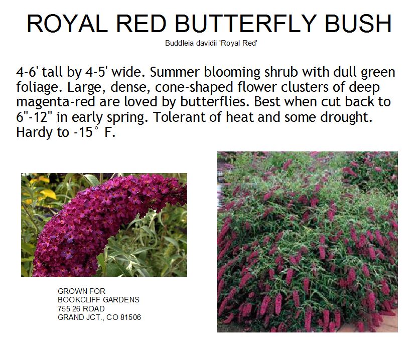 Butterfly Bush, Royal Red