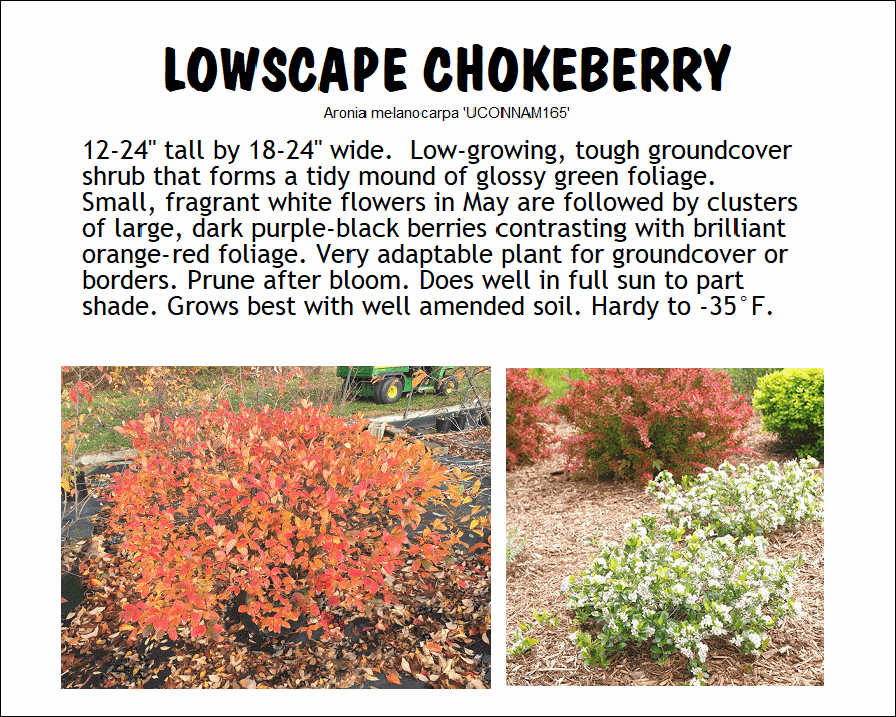 Chokeberry, Lowscape