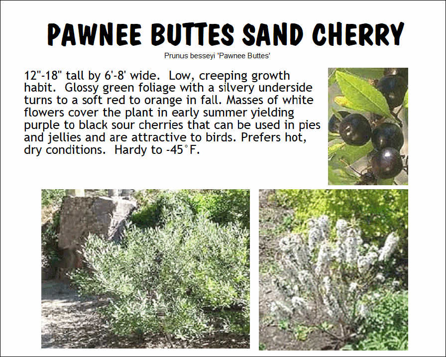 Prunus, Pawnee Buttes Sand Cherry