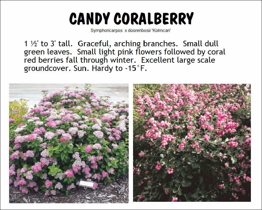 Coralberry, Candy