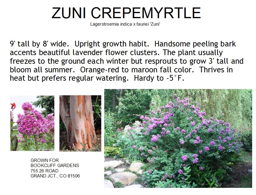 Crepemyrtle, Zuni