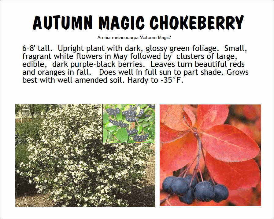 Chokeberry, Autumn Magic