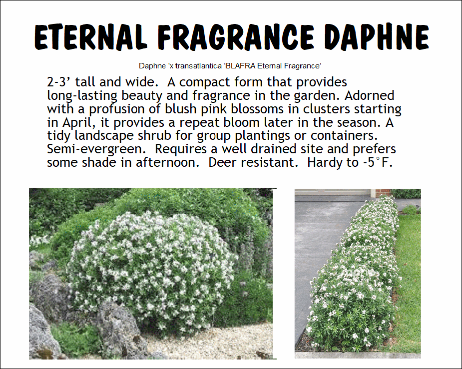 Daphne, Eternal Fragrance