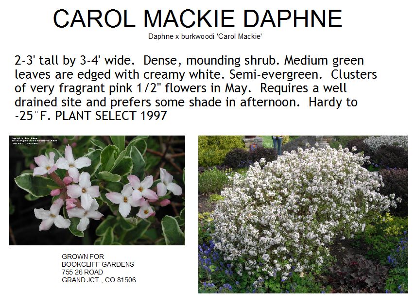 Daphne, Carol Mackie