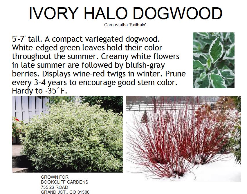 Dogwood, Ivory Halo Variegated