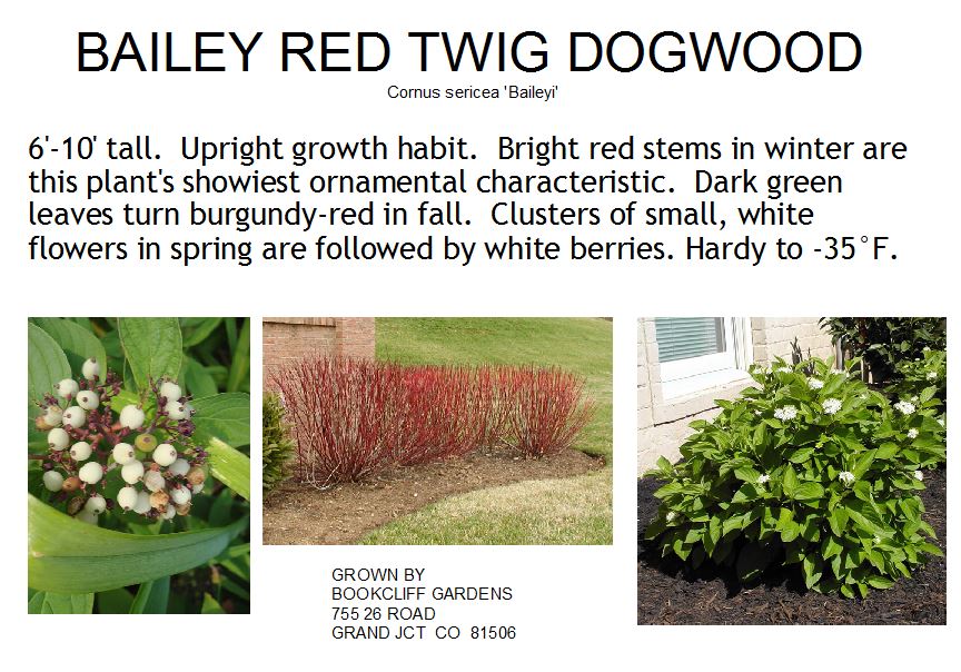 Dogwood, Bailey Red Twig