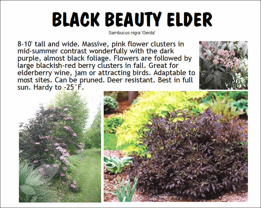 Elder, Black Beauty