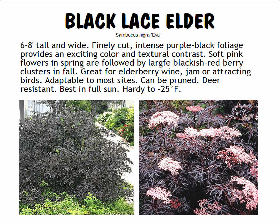 Elder, Black Lace