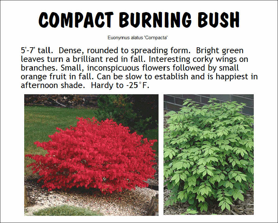 Burning Bush, Compact