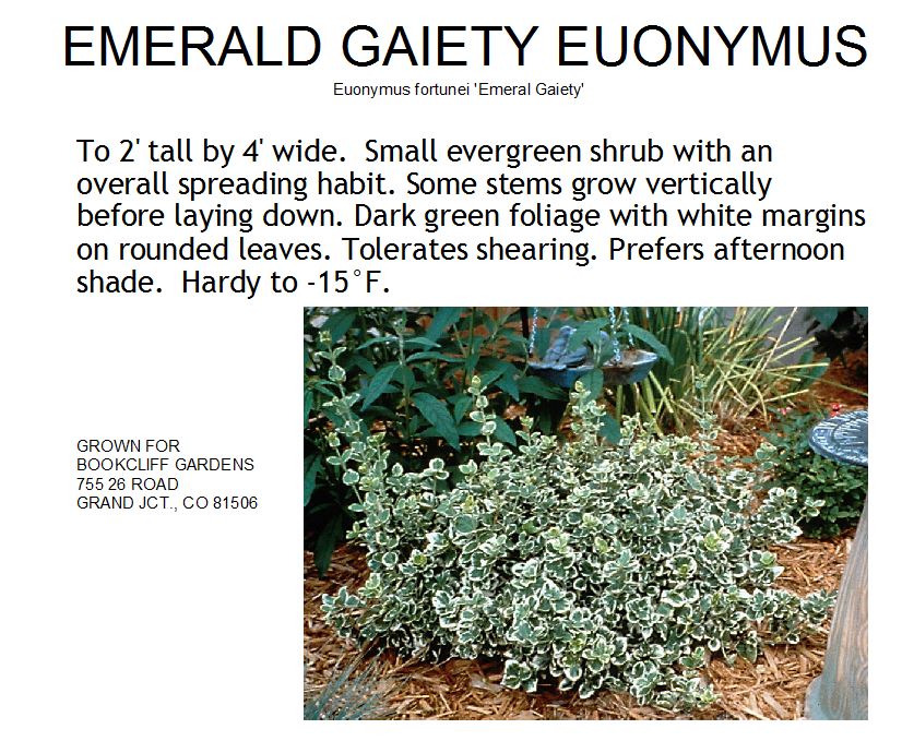 emerald gaiety euonymus size