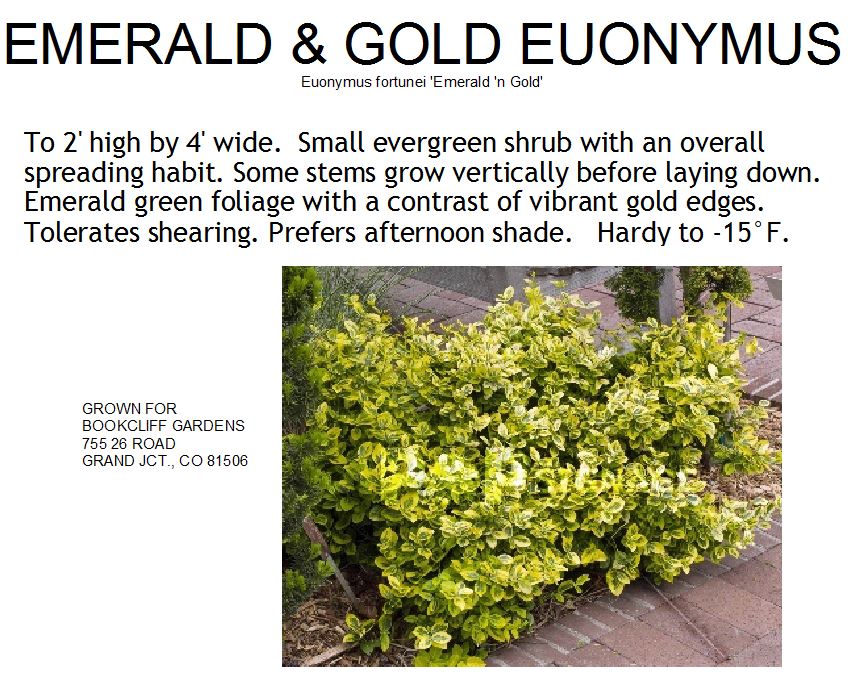Euonymus, Emerald „n Gold