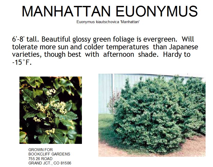Euonymus, Manhattan