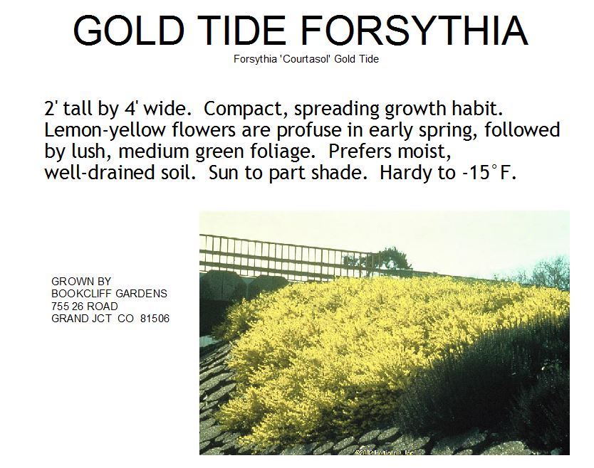 Forsythia, Gold Tide