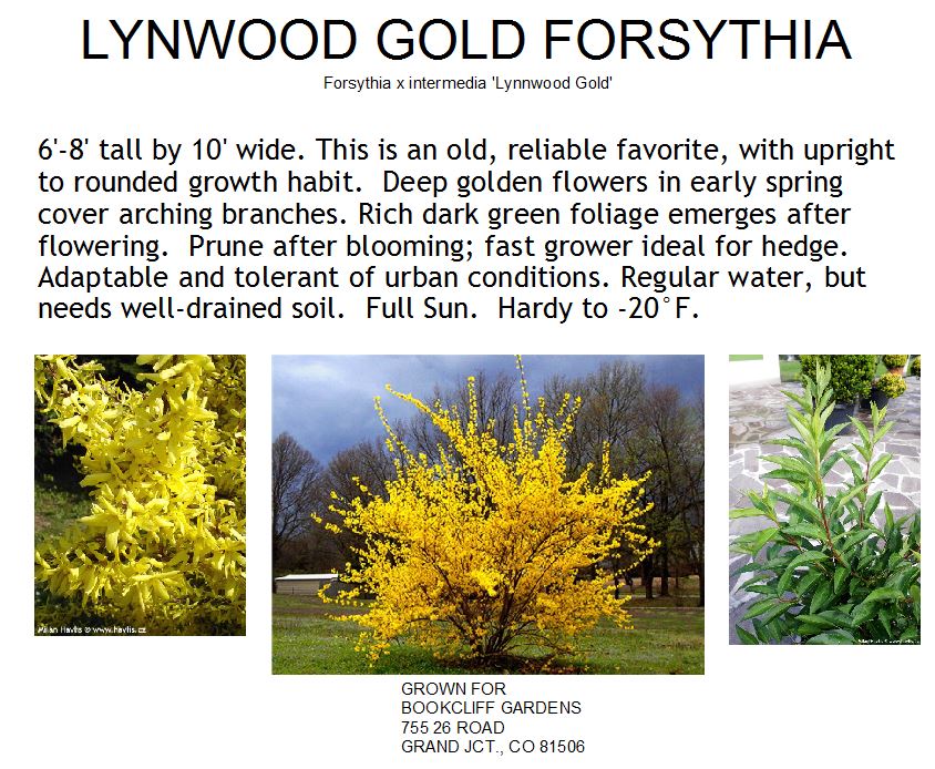Forsythia, Lynwood Gold