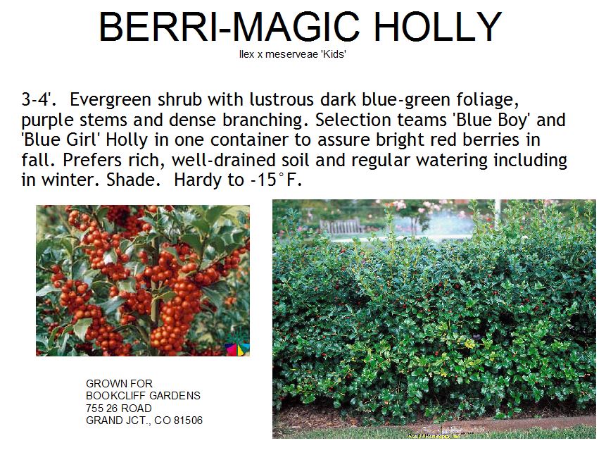 Holly, Berri-Magic