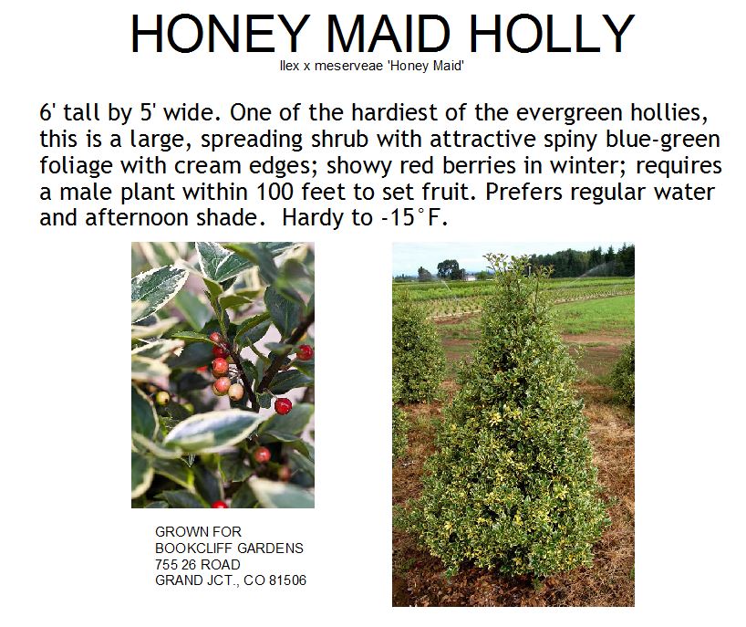 Holly, Honey Maid