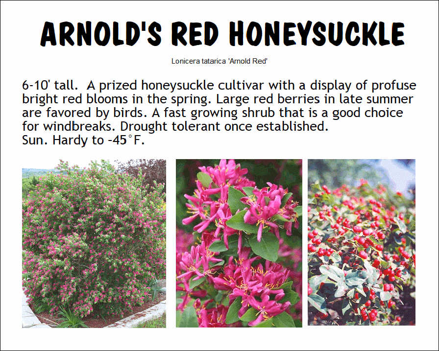 Honeysuckle, Arnold's Red