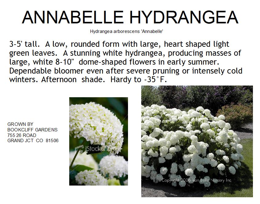 Hydrangea, Annabelle