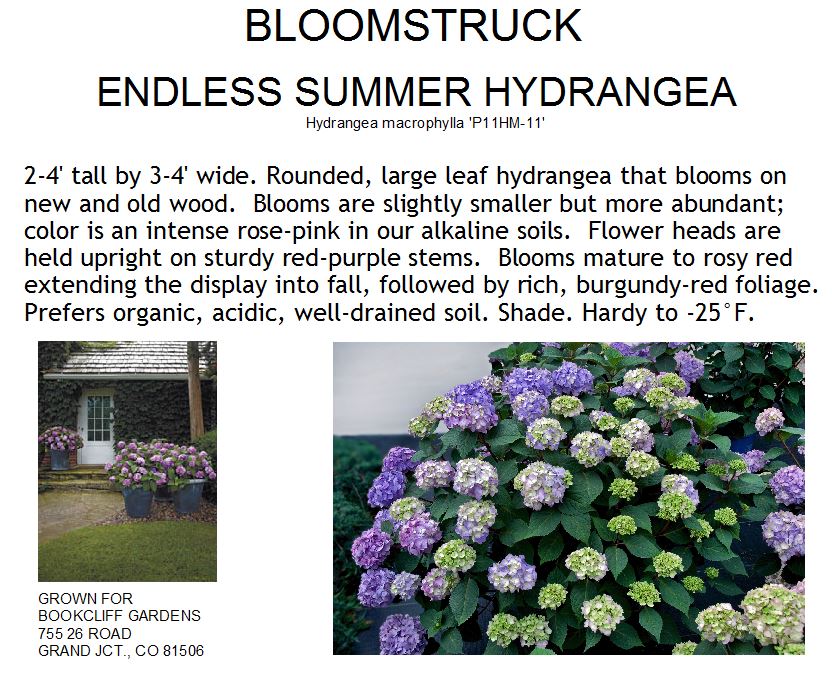 Hydrangea, Bloomstruck