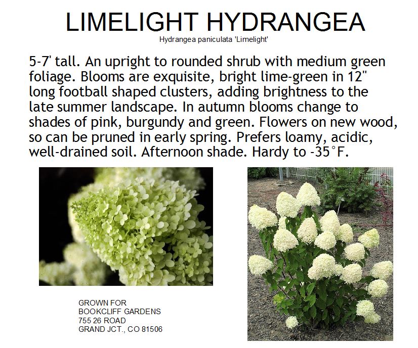 Hydrangea, Limelight