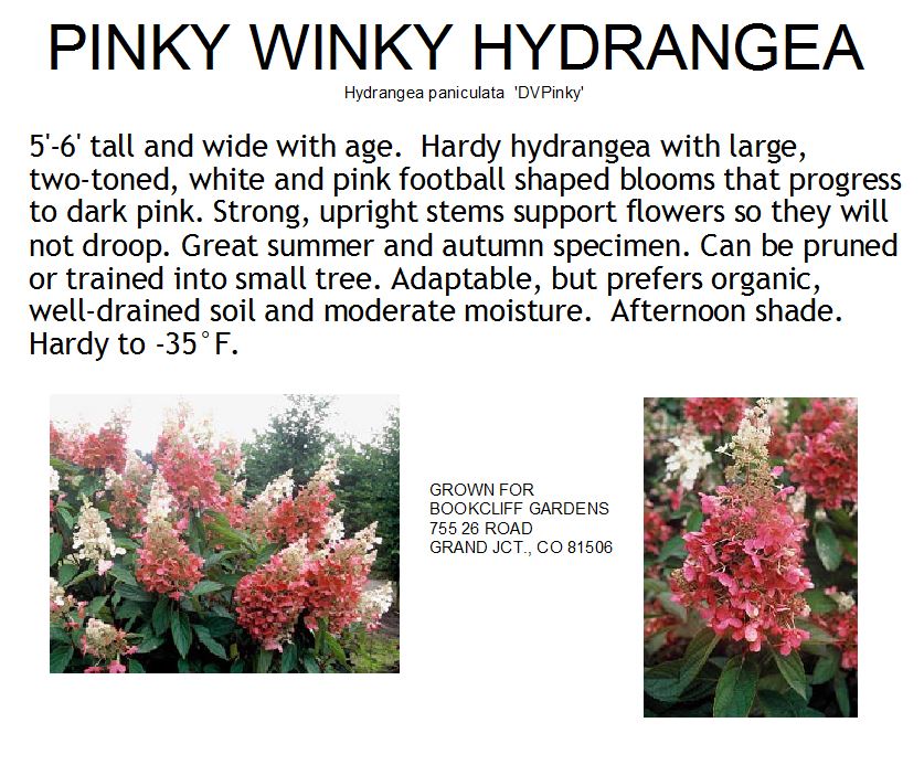 Hydrangea, Pinky Winky