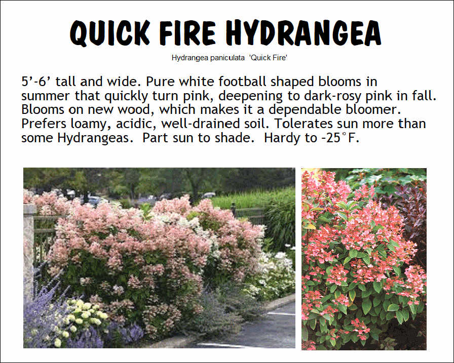 Hydrangea, Little Quick Fire