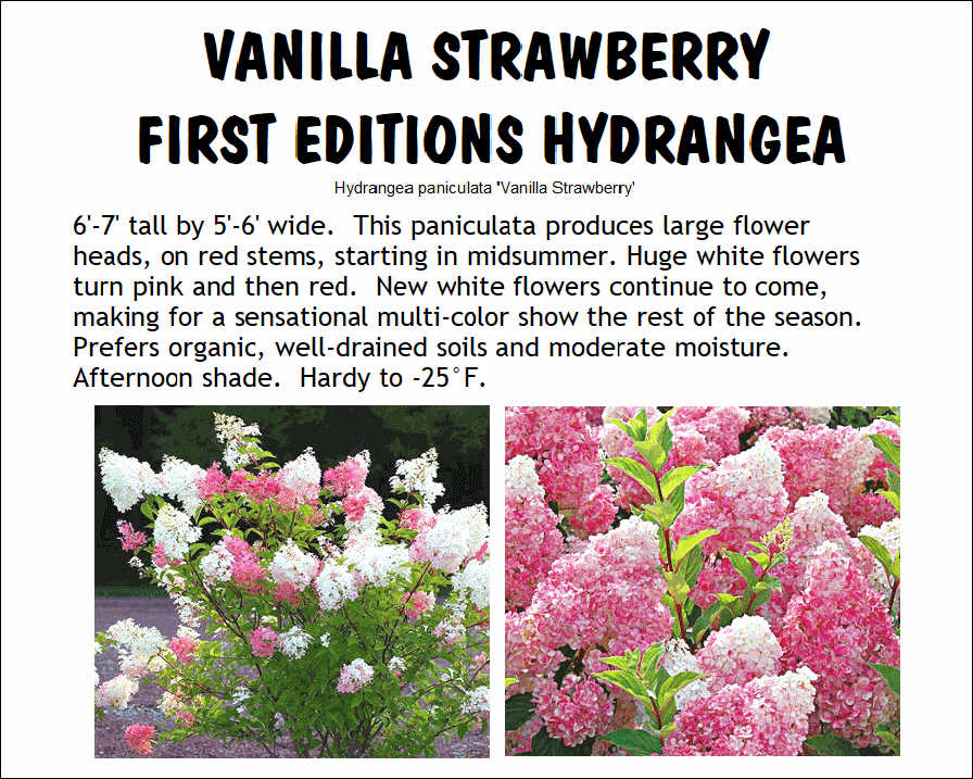 Hydrangea, Vanilla Strawberry