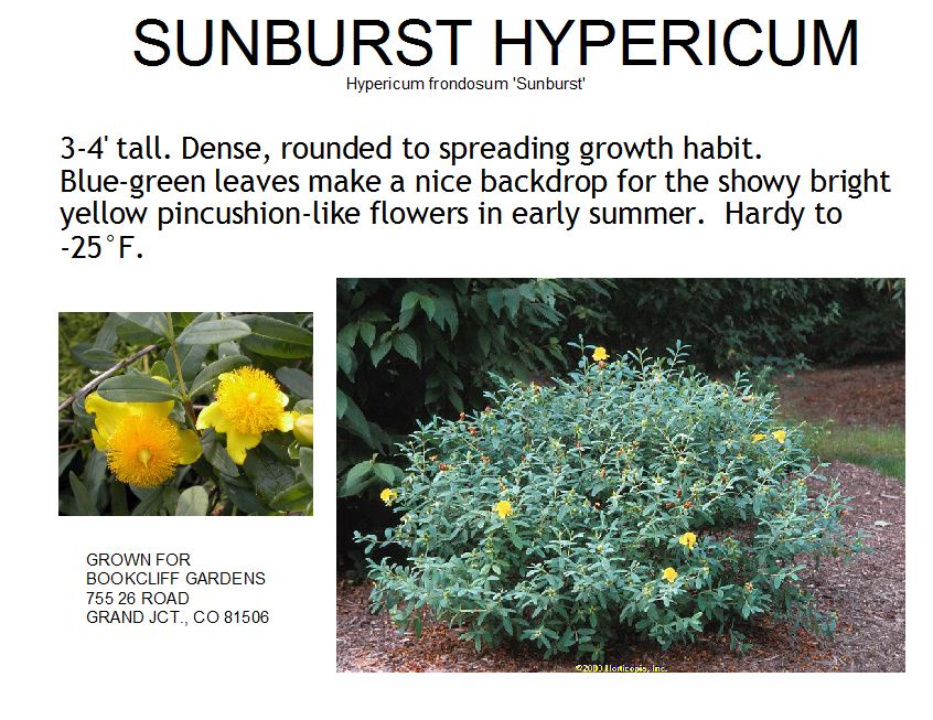 Hypericum, Sunburst