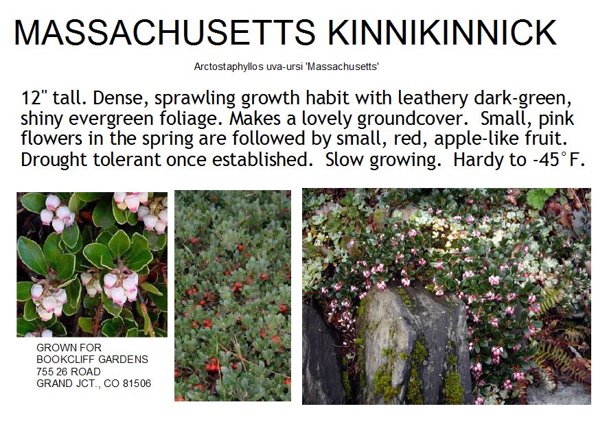 Kinnikinnick, Massachusetts
